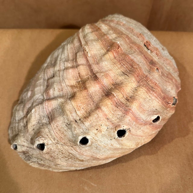 Unusually large abalone shell Great color and shine Safe to use for serving food