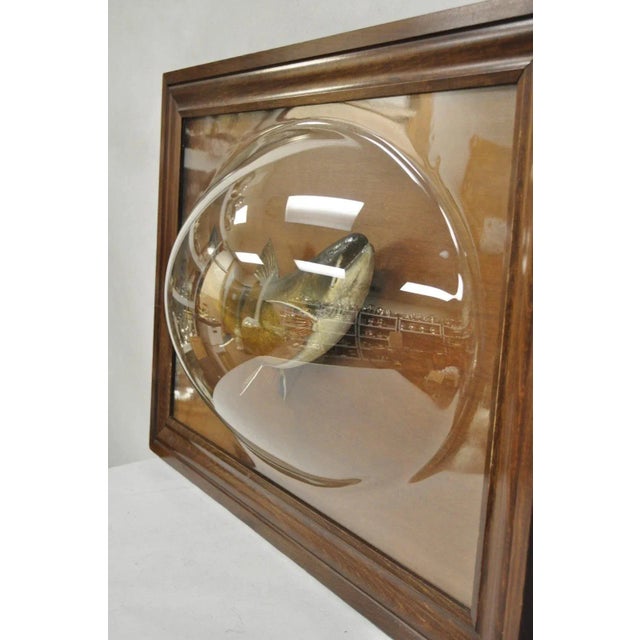 Brown Antique Victorian Taxidermy Spotted Trout Framed in Large Convex Bubble Glass For Sale - Image 8 of 12