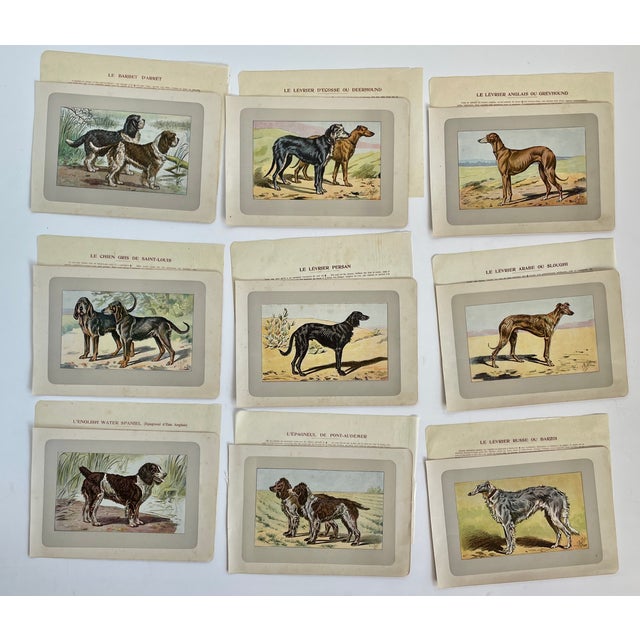 1900 - 1909 1907 French Photogravure Prints - Collection of Nine Hunting Dogs #1 - For Sale - Image 5 of 5