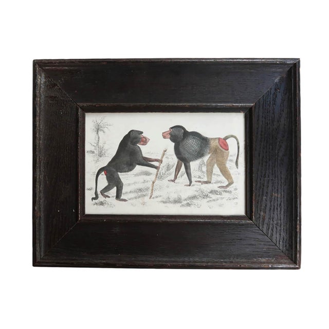 After Cpt.Brown, Baboons, 1847, Lithograph, Framed For Sale - Image 4 of 4