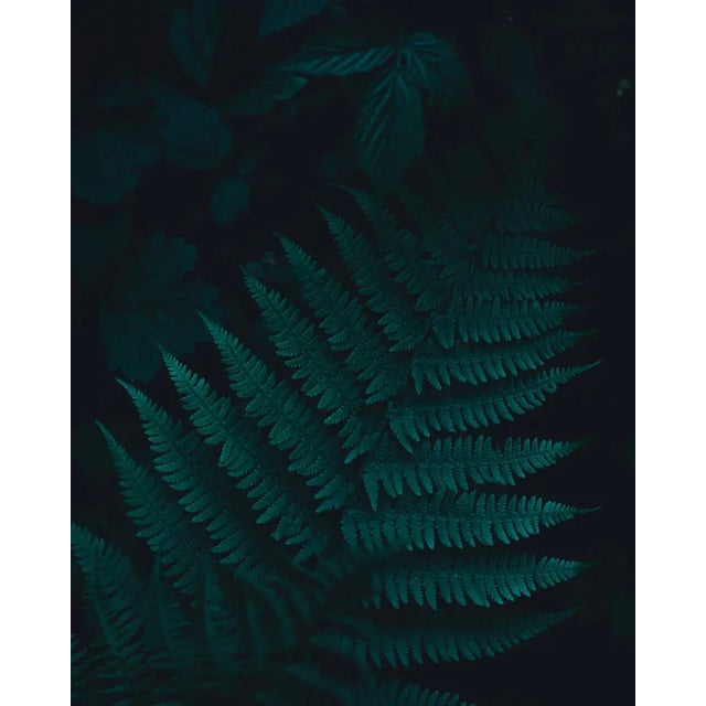Underwood I – Norway by Jan Erik Waider Print, 32" x 40" For Sale