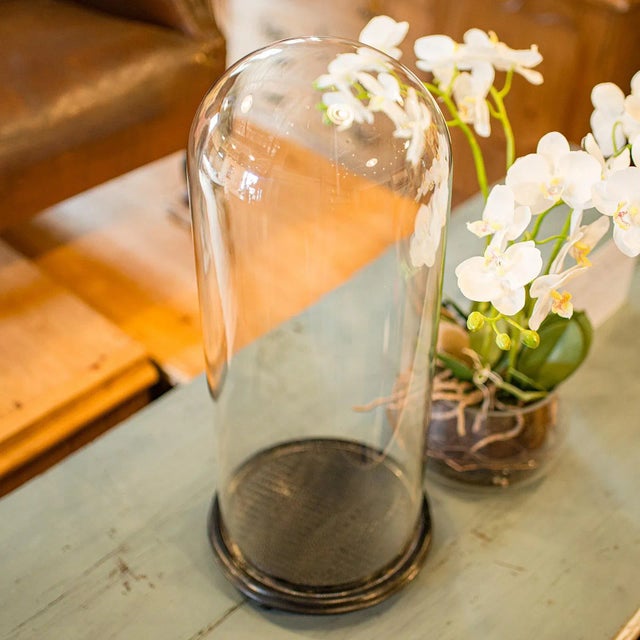 1890's Tall Antique Taxidermy Showcase For Sale - Image 10 of 10