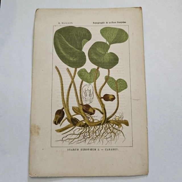 Original 19th-century French botanical lithograph by renowned botanist **Henri Ernest Baillon**, published in Paris...