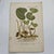 Original 19th-century French botanical lithograph by renowned botanist **Henri Ernest Baillon**, published in Paris...