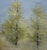 "I don’t think my paintings are about trees, flowers, or sparrows, even though I know they may be all that some will see....