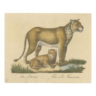 Brodtmann, Lioness and Cub, 1816, Lithograph For Sale