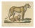 Brodtmann, Lioness and Cub, 1816, Lithograph For Sale