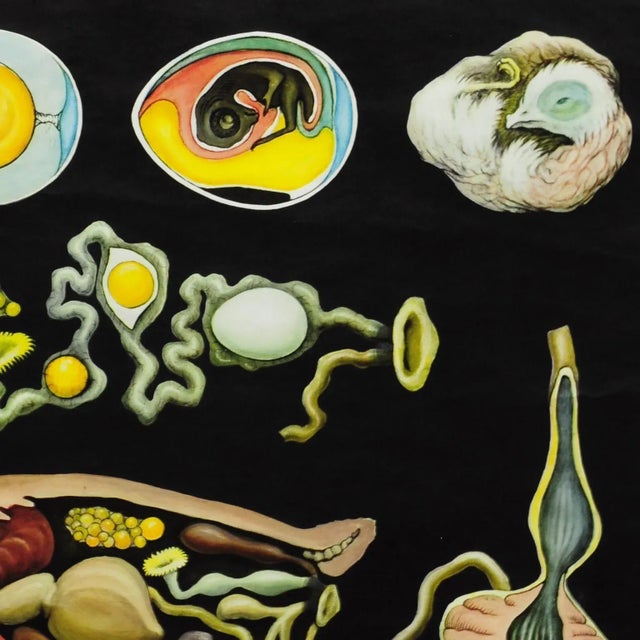 1960s Vintage Country Style Chicken Hen Pull-Down Wall Chart by Jung Koch Quentell For Sale - Image 5 of 6