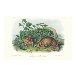 1854 Audubon Quadruped Octavo Lithograph "Plate 107 Lews' Marmot" For Sale