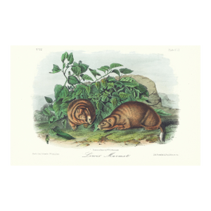 1854 Audubon Quadruped Octavo Lithograph "Plate 107 Lews' Marmot"