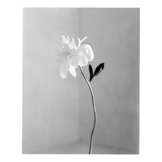 Ugne Pouwell, Peony No.16, 2026, Analogue Floral Photography, Limited Edition of 20 For Sale