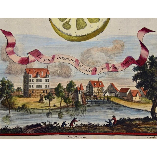 Art Deco Lemons "La Parte Interiore": An Early 18th C. Volckamer Hand-Colored Engraving, 1708 For Sale - Image 3 of 5