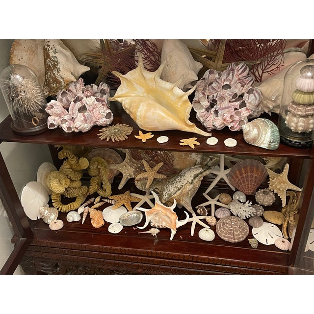 Antique White 1900-1909 Great Seaworld Sea Shells Specimens Collection in Chinese Chinoiserie Rosewood Carved Vitrine For Sale - Image 8 of 14