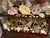 Antique White 1900-1909 Great Seaworld Sea Shells Specimens Collection in Chinese Chinoiserie Rosewood Carved Vitrine For Sale - Image 8 of 14