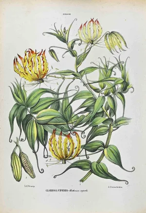 Vincenzo Tenore, The Lilies, Lithograph, 1870s