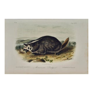 Audubon American Badger: An Original 19th Century Audubon Hand-Colored Lithograph, 1849-1854 For Sale