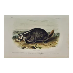 Audubon American Badger: An Original 19th Century Audubon Hand-Colored Lithograph, 1849-1854