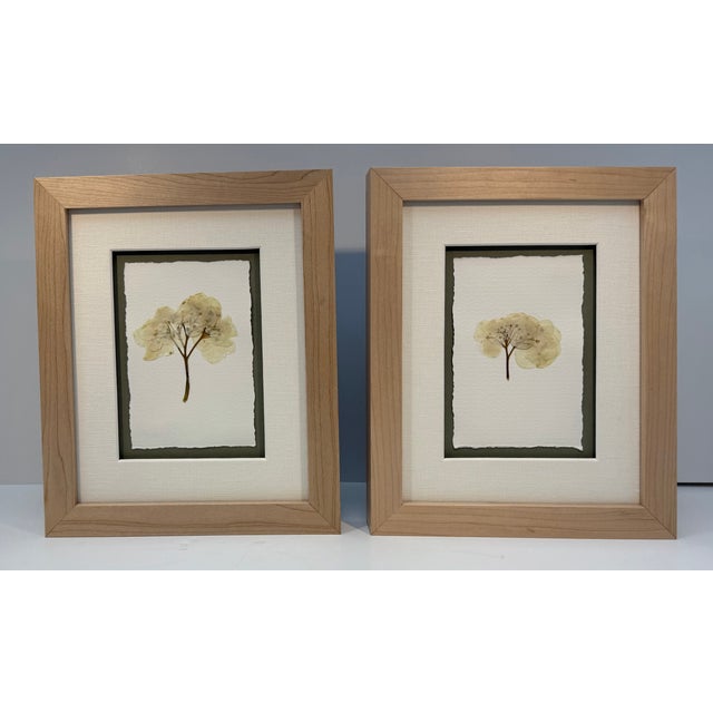 Contemporary Framed Pair of Pressed Hydrangea Blossoms For Sale - Image 3 of 13