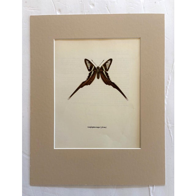 Realism Vintage 1965 Butterfly Print in 11x14 Mat: Lamproptera Meges/Green Dragontail For Sale - Image 3 of 3