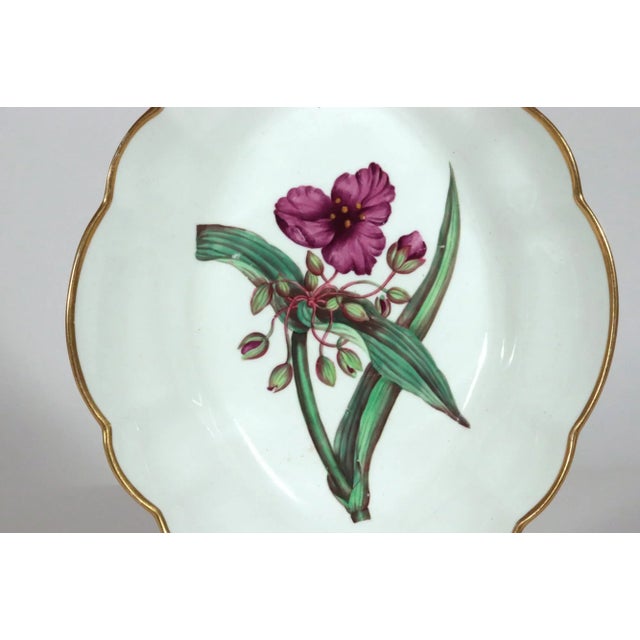 Early 19th Century Spode Porcelain Botanical Specimen Dish- Spring Meadow Saffron, After William Curtis For Sale - Image 5 of 12