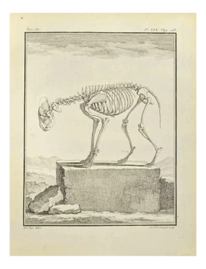 Françoise Guelard, The Skeleton, Etching, 1771