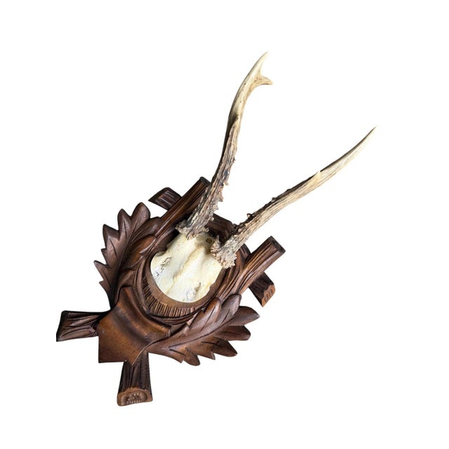 Cabin Roe Deer Trophy 185 Black Forest Antlers For Sale - Image 3 of 5