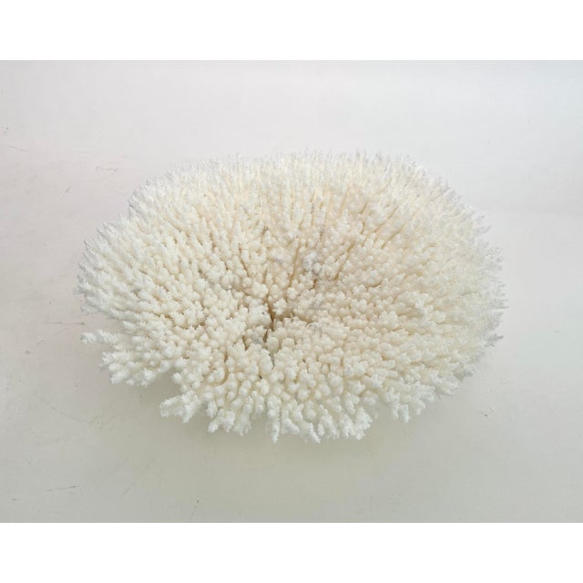 Natural White Table Coral Specimen Coastal Decor For Sale - Image 9 of 9