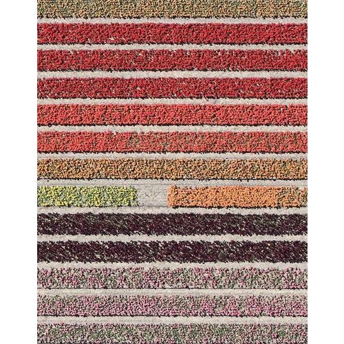 Bernhard Lang, av_tulip_fields_006, Limited Edition Fine Art Photograph Print For Sale - Image 7 of 12