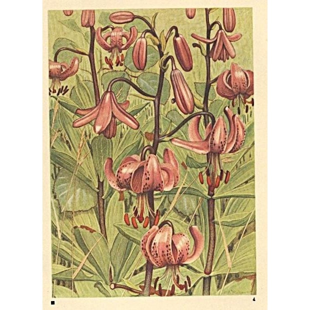 This is a 1945 botanical lithograph that was printed in Switzerland. It is a watercolor, numbered plate from a book of...