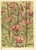 This is a 1945 botanical lithograph that was printed in Switzerland. It is a watercolor, numbered plate from a book of...