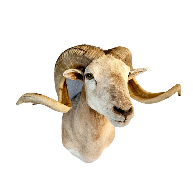 Cabin Texas Dall Sheep Taxidermy Shoulder Mount For Sale - Image 3 of 6