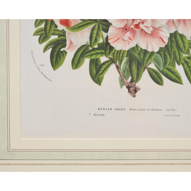 Set of Nine Botanical Lithograph Prints After Louis Van Houtte For Sale - Image 14 of 18