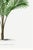 Tropical Palm Botanical, Vintage Art Print Reproduction, 40" X 60" For Sale - Image 10 of 10