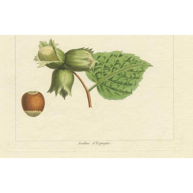 Common and Spanish Hazelnut, 1821, Print For Sale - Image 4 of 10