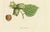 Common and Spanish Hazelnut, 1821, Print For Sale - Image 4 of 10