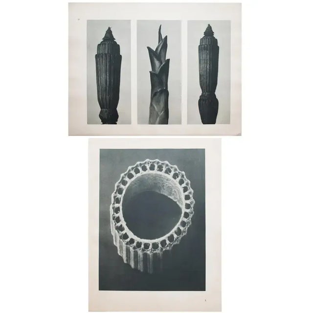 An exquisite black-and-white two-sided photogravure by German Photographer Karl Blossfeldt (June 13, 1865 – December 9,...