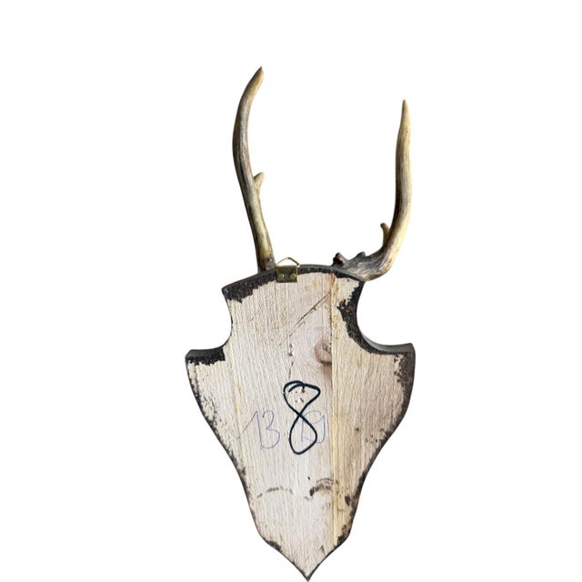 1950s Roe Deer Trophy 138 Black Forest Antlers Abnormal For Sale - Image 5 of 5
