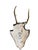 1950s Roe Deer Trophy 138 Black Forest Antlers Abnormal For Sale - Image 5 of 5