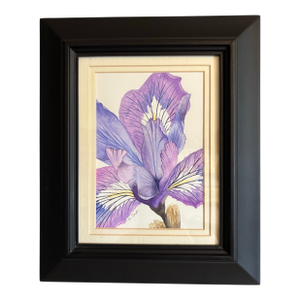 Original Watercolor Iris – Signed and Framed Botanical Art