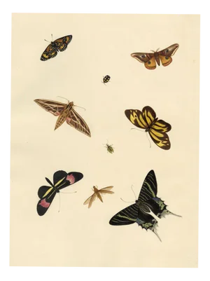 Louisa Hare, Natural History Flowers Foliage & Butterflies, 1832, Original Watercolours