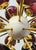 Brass 21st Century Ovale Natural Brass Frosted Amethyst Murano Sputnik Chandelier by Fabio LTD For Sale - Image 8 of 9