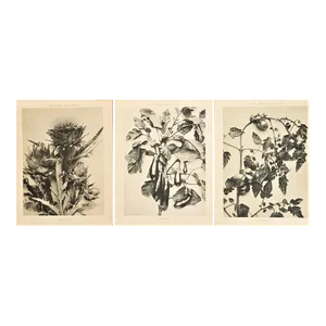 1904 Set of 3 Antique French Photographic Vegetable Botanicals-Artichoke, Eggplant, Tomato