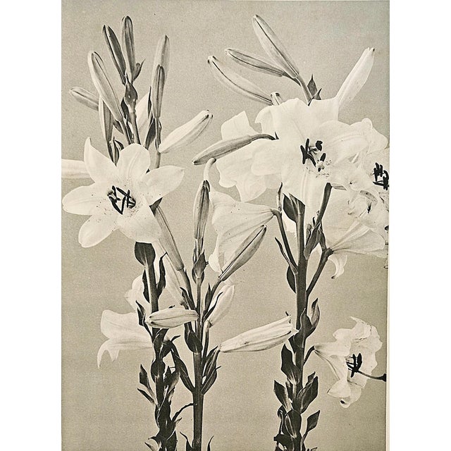 1902 French Photographic Botanical Lithograph- White Lily, Documentation For Sale - Image 4 of 5