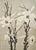 1902 French Photographic Botanical Lithograph- White Lily, Documentation For Sale - Image 4 of 5