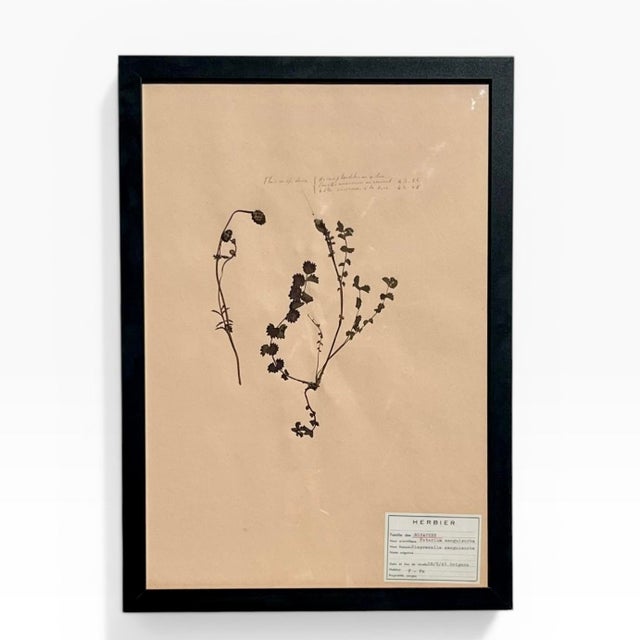 French Provincial 1965 French Herbarium Botanical Specimens – Set of 8 Custom Framed Pressed Botanicals For Sale - Image 3 of 18