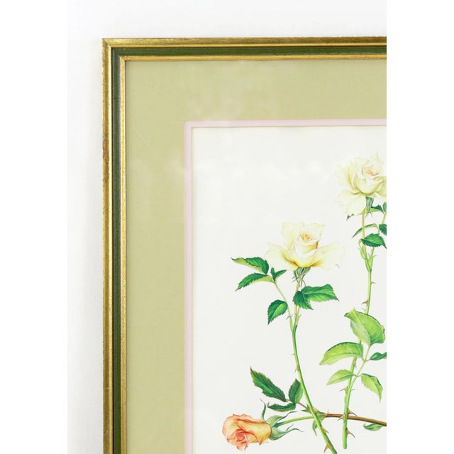Vintage Hand-Painted Plant Specimen Watercolor "Gold Medal" Yellow Rose (With Frame). Signed in the Lower Right Corner For Sale - Image 4 of 9