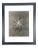 1940s Framed Botanical Blossfeldt Print - No. 28 For Sale