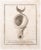 Oil lamp is an etching realized by marcantonio iacomino (1730-1806). The etching belongs to the print suite “antiquities...