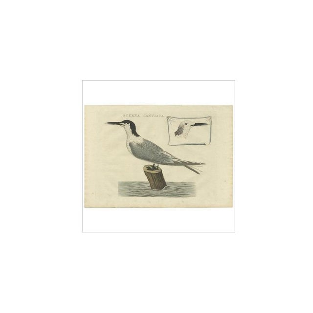 Sepp & Nozeman, Bird Illustration of the Sandwich Tern, 1829, Print For Sale - Image 4 of 7