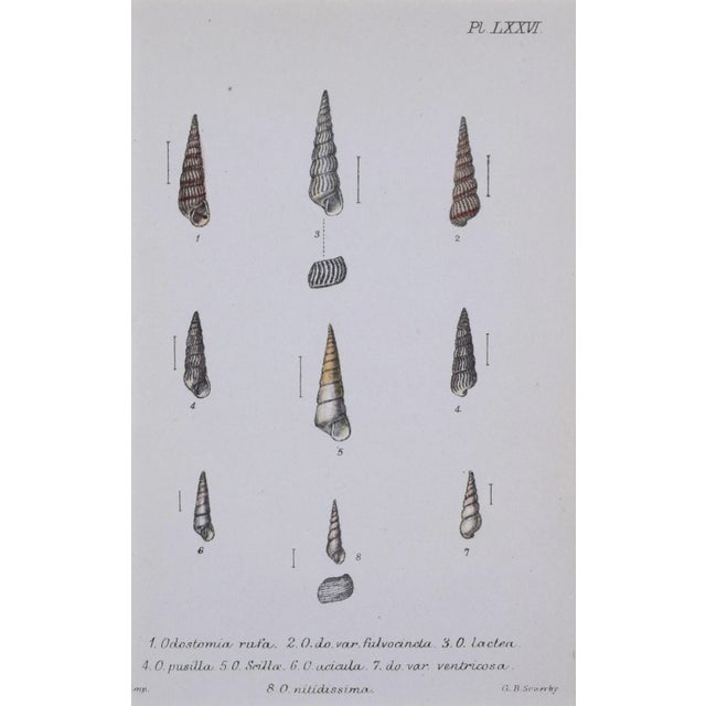 English 19th Century Antique Hand Colored English Shell Print by John Jeffreys 1869 For Sale - Image 3 of 6